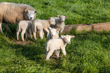 Fototapeta premium lambs
