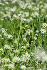 white wild flower spring season