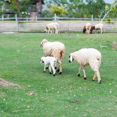 Sheeps in The Pasture