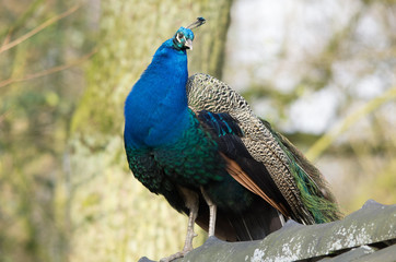 Obraz premium Majestätischer Pfau