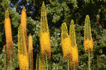 Steppenkerze (Eremurus spec.)
