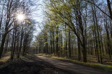 Sun shining through trees that just came into leaf