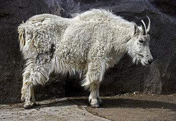 Rocky mountain goat