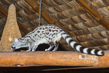 Tansania-Ginsterkatze-17111