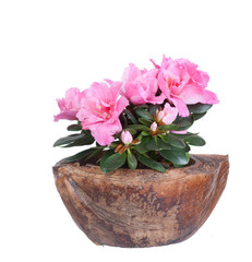 Blossoming pink azalea in a coco half