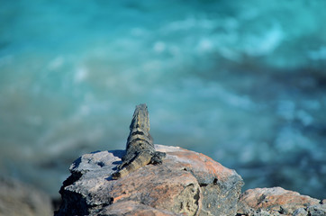 isla mujeres lizard