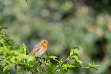 robin in the garden