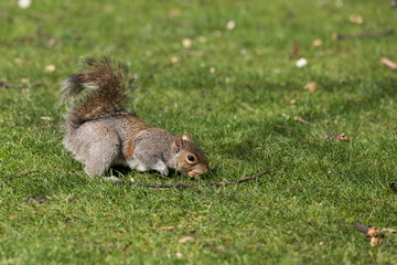 squirrel with nut