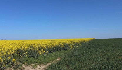 Fototapeta premium Haute Normandie