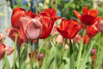 Colorful tulips in the park