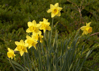 Daffodil Narcissus bloom in spring