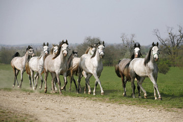 Herd of Arabian horses running in the field