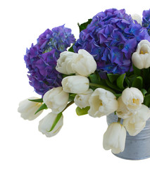 white tulips and blue hortensia flowers close up