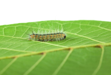 Shaggy Hyphantria cunea larva