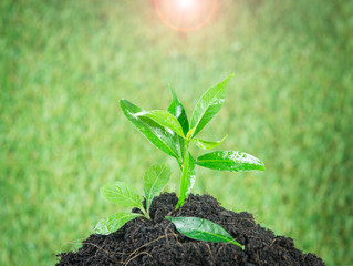 Young small new life green plant