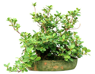 Bonsai culture of a Banyan tree on a pot