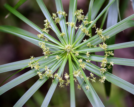 Sedge Plant Flowers