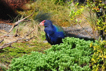 Takahe, oiseau coureur très rare.