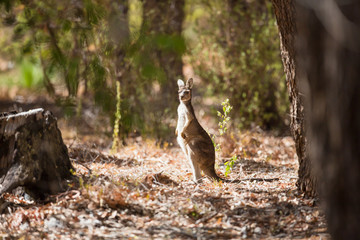 Observant kangaroo in the wild
