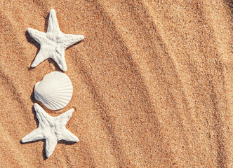 Fototapeta na wymiar Seashells on the sand