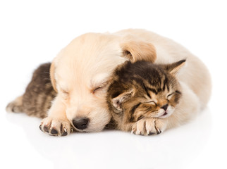 golden retriever puppy dog sleep with british kitten. isolated 