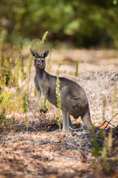 One kangaroo