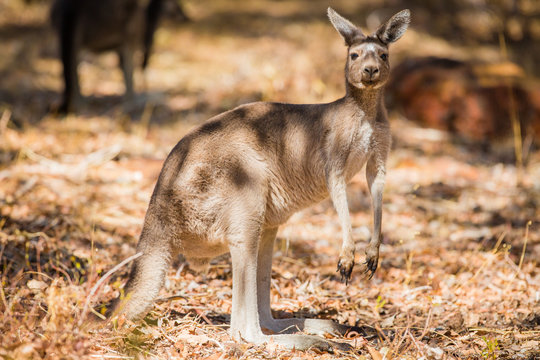 Close up of kangaroo in the wild