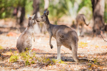 Two kangaroo in the wild