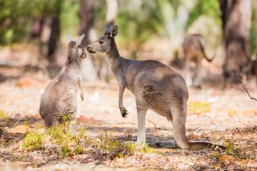 Printed roller blinds Kangaroo Two kangaroo in the wild