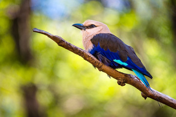 Blue-Bellied Roller (Coracias cyanogaster) perched on a branch