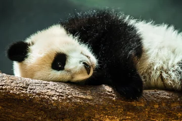 Photo sur Plexiglas Panda Bébé panda cub reposant sur log