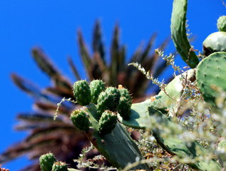 cactus