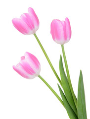 Beautiful tulips in bucket isolated on white