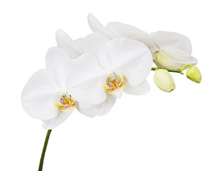 Six day old orchid isolated on white background.