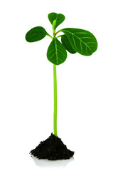 sprout from the ground, a new life