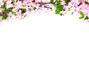 Obraz na płótnie Canvas apple flowers branch on a white background