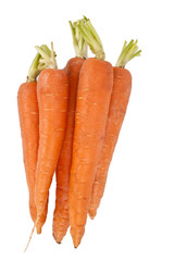 raw and fresh carrots in closeup over white