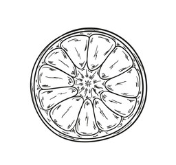 sketch of the tangerine