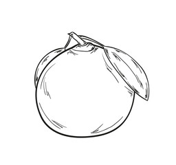 sketch of the tangerine