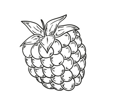 raspberry sketch