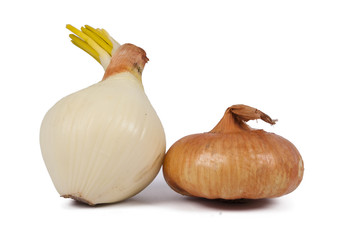 raw and fresh onions in closeup over white