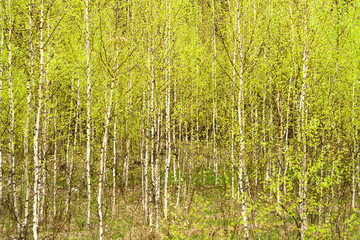 Spring birch forest