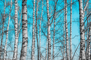 Fototapeta premium birch tree trunks