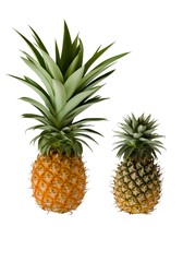 Pineapple (Tropical Fruit)