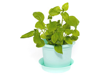 Рассада петунии в кашпо