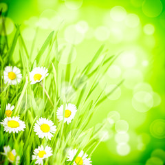 green grass and daisy