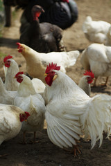 Cock white