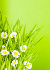 Fototapeta na wymiar green grass and daisy