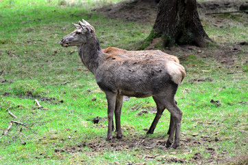 Hirsch im Wald