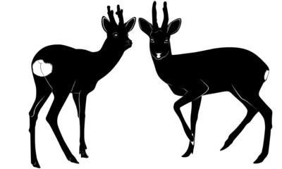 deer